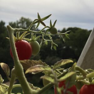 Rote und grüne Tomaten auf dem Balkon